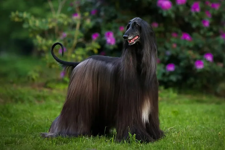 Black Afghan Hound with long fur, long snout, and a curled tail.