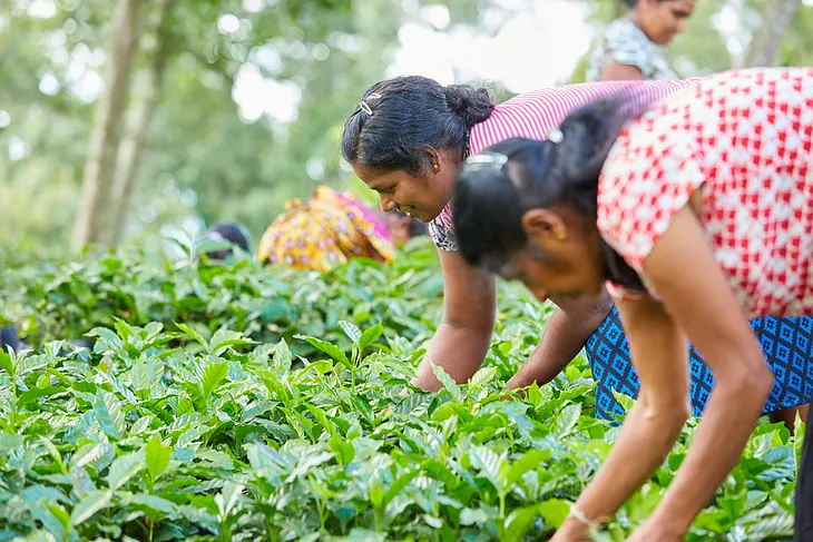 Women working on a coffee farm.