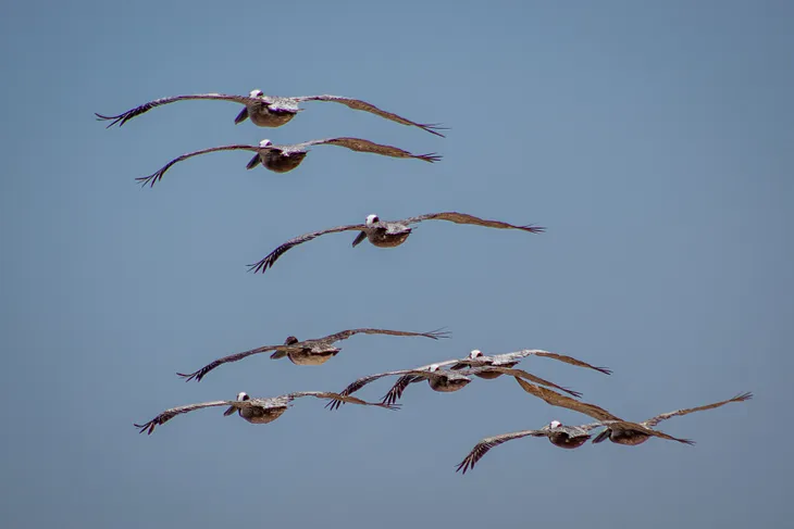 Pelicans