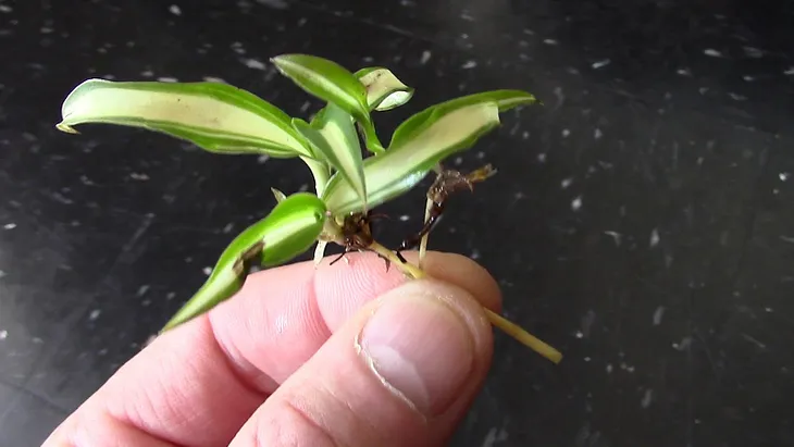 Spider Plant Aquarium Garden