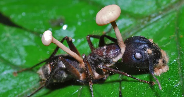 The Mind Controlling Fungus