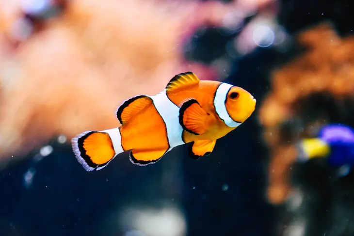 A clownfish