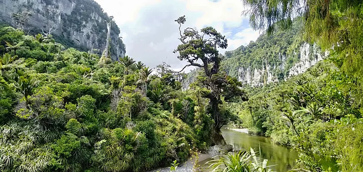Green Jungles and Waters of Jade: The natural riches of the South Island’s wild West Coast