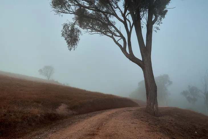 A tree that grows both straight up and branching to the side