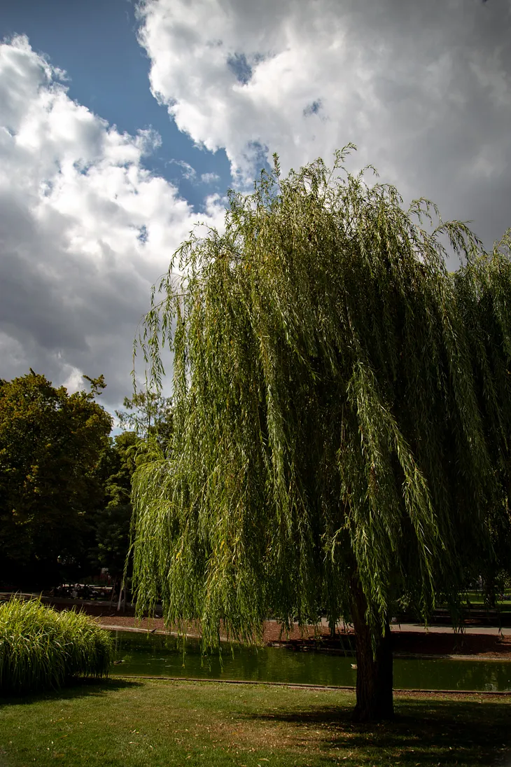 Look to Willow Trees for Early Leafing, Grace, and Flexibility.