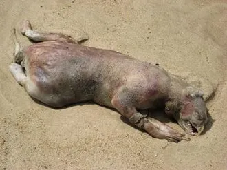 The Legend of the Montauk Monster