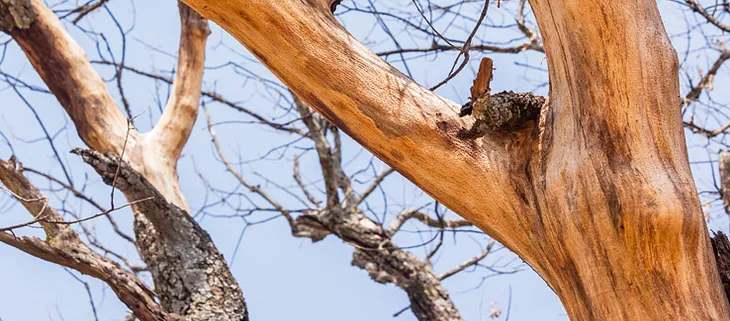 Handling Tree Bark Damage