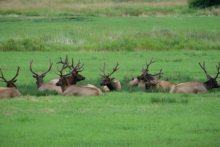 Family Secrets: My Dad Went to Jail for Poaching*