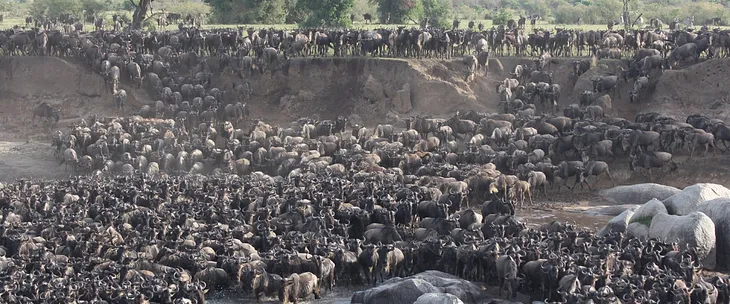 Nature’s Netflix Documentary: The Great Wildebeest Migration