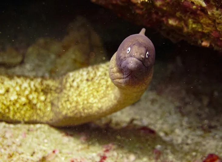 I Once Ate Eel for Dinner