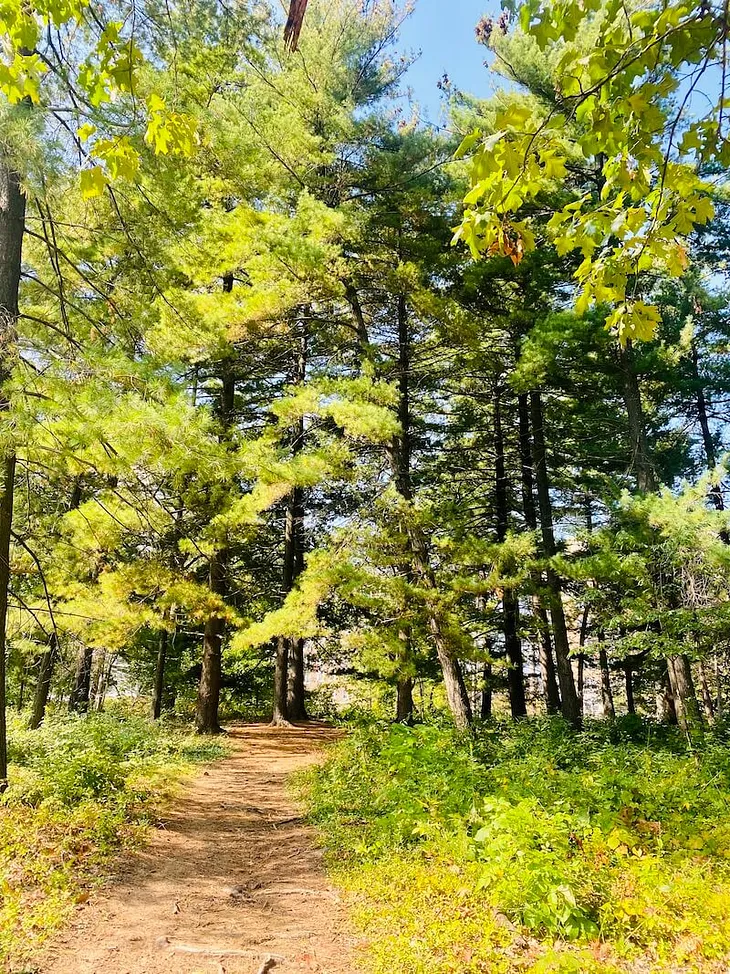 Forest Park: Kennedy Forest Hike