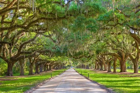 Top 5 Best Plantations To Visit In Savannah GA