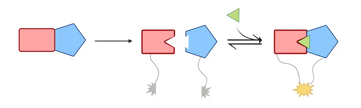 Heterodimeric protein-protein interfaces are engineered to accommodate ligand-binding geometries, such that chemically-induced dimerization triggers a functional response. CC BY SBGrid.