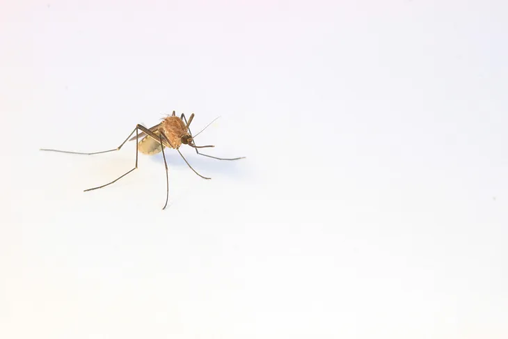 an image of a  mosquito