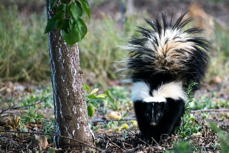 I Hate Skunks! Here’s My Experience With Them