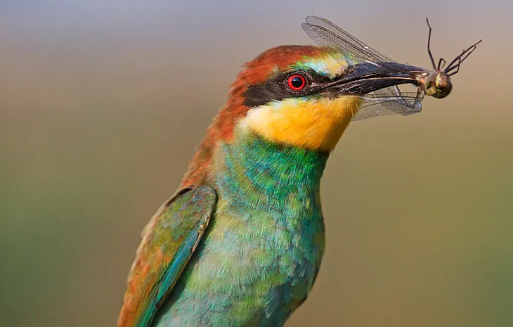 Un pájaro se encontró una abeja