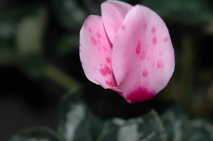 Cyclamen petal Photo: J.L.James