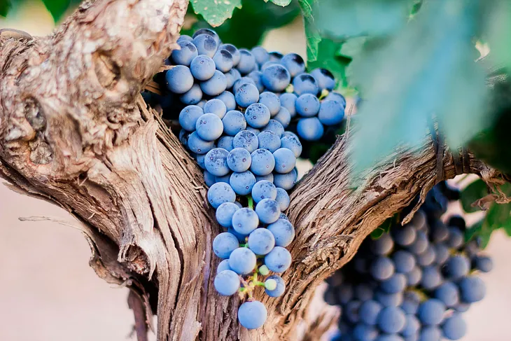 close up shot of grapes between tree branches in a vineyard