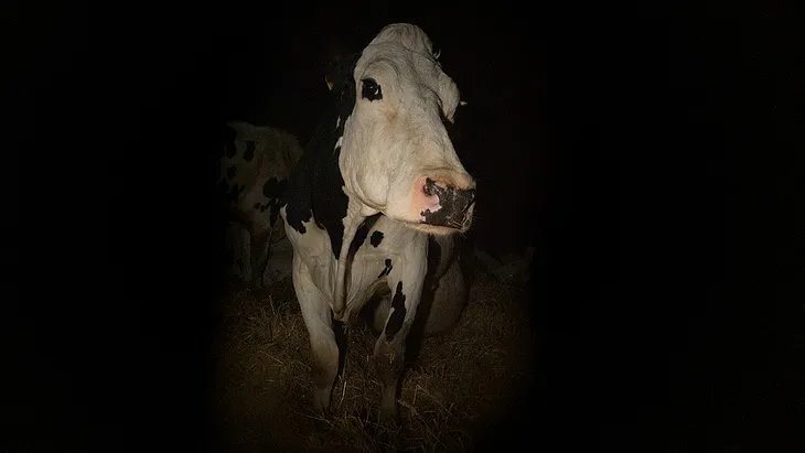 Luma the Cow standing in a dark barn