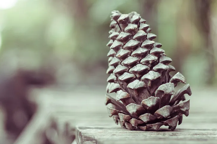 a single pinecone perched on a dressed stone surface