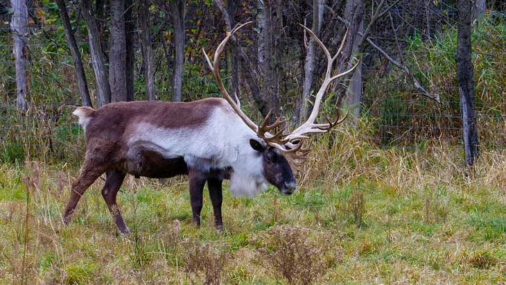 The Caribou’s Plight: Saving Santa’s Reindeer with Conscious Shopping