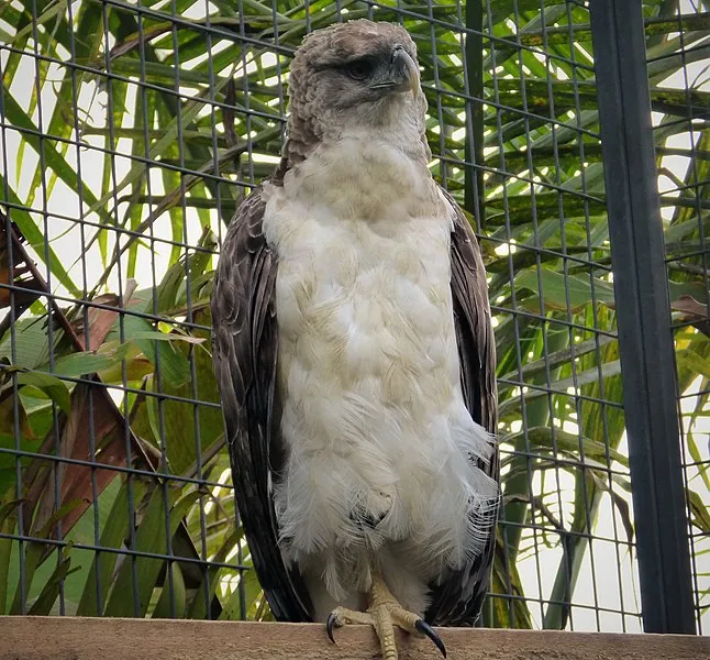 New Guinea Harpy Eagle