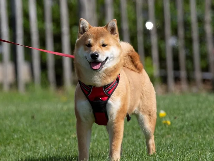 Shiba Inu’s Journey to $0.001 and the Role of Google’s Bard, ChatGPT, and Others