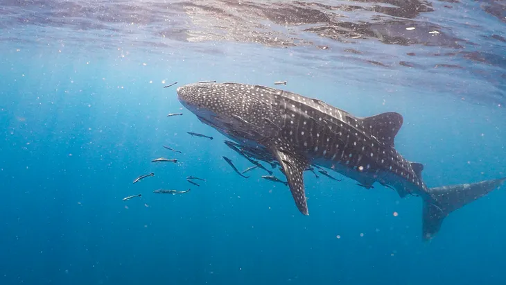 The Majestic Blue Whale: Nature’s Giant