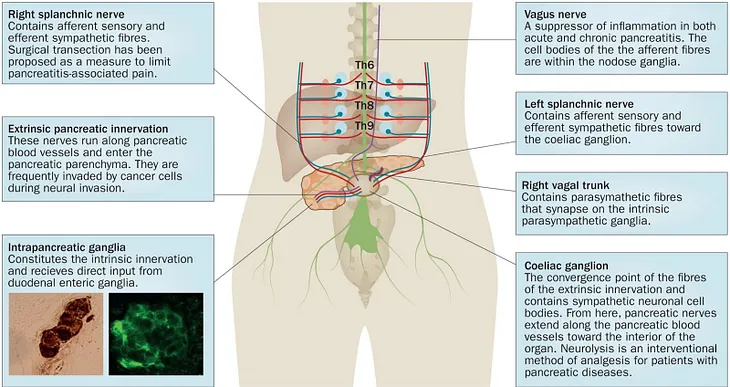 Figure showing pancreatic innervations.