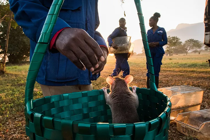 These rats could be the next heroes in the fight against deadly diseases