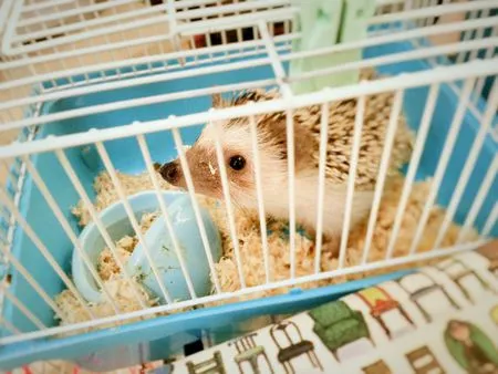 Setting up a cage for your hedgehog