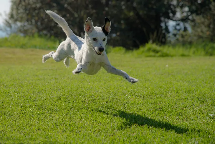 A white dog jumping and playing in a park.