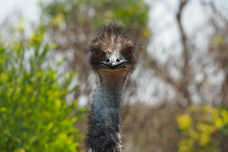 The Mystical Emu