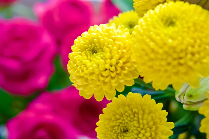 a lovely image of yellow chrysanthemums on a background of pink flowers