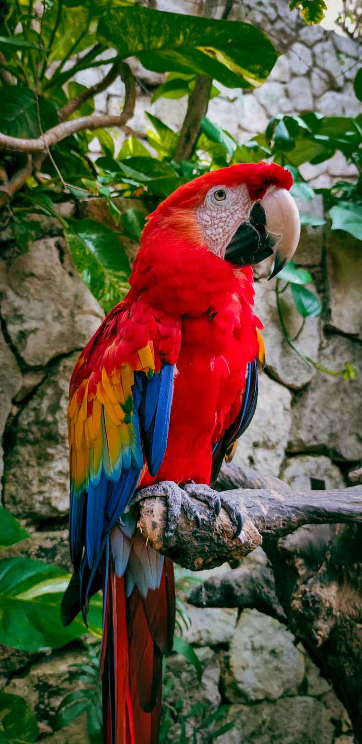 Macaw Parrots: 9 Facts About Ownership