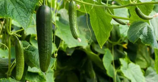 6 Reasons Why Your Cucumber Leaves Are Turning White