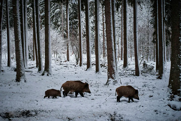 The War on…Pigs?: The real border invasion is from Canadian super pigs