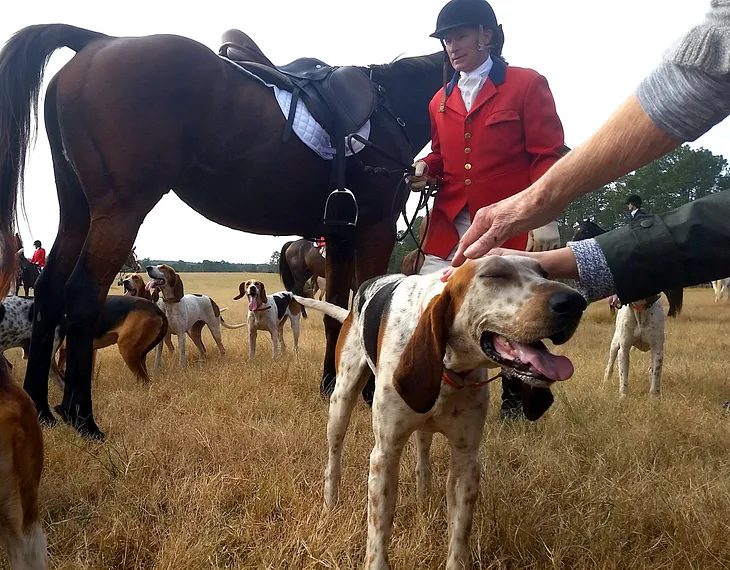 What is worse, fox hunting or bull fighting?