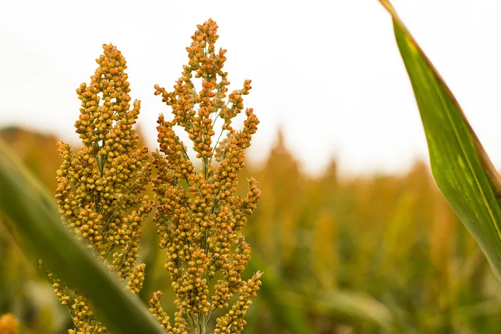 Types of Millets and their health benefits