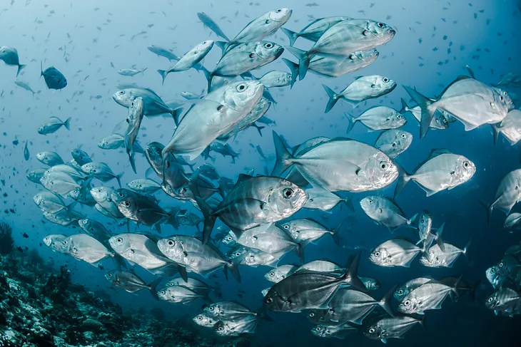 Shoal of fish, silver against blue water