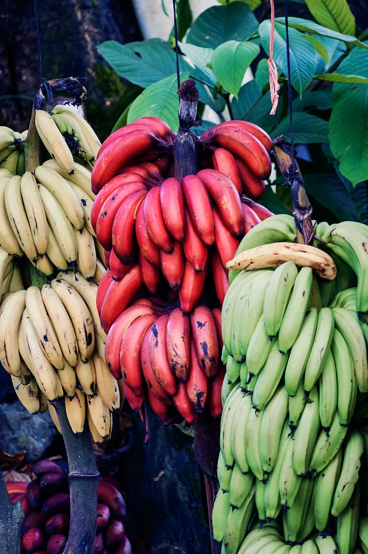 Red banana tree