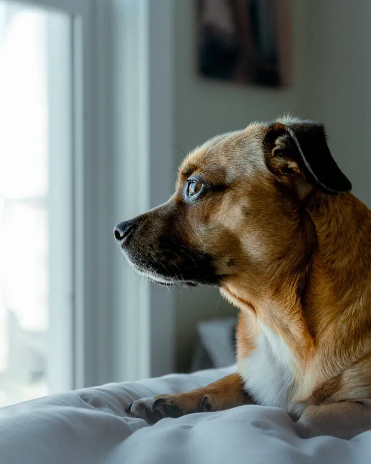 How Fast Can Dogs Die from Depression and Anxiety?