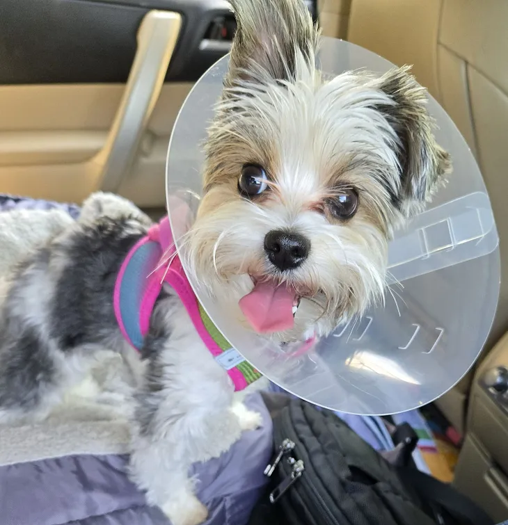 Dog wearing a cone around its head