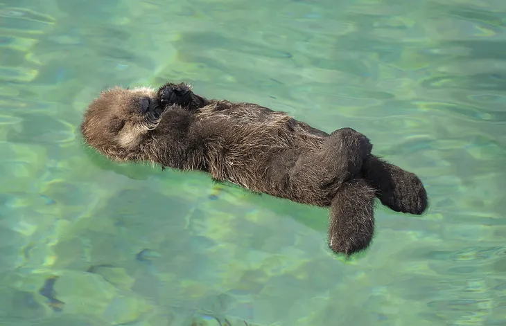 20 animal BFFs to brighten your day at work