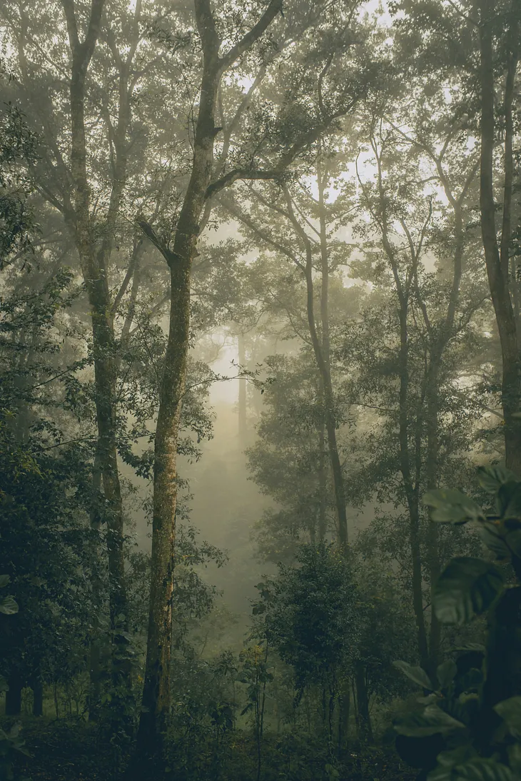 Trees in a forest.