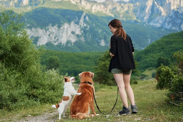 Traveling with Pets 2024: 10 Tops Tips