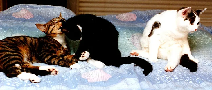 Three cats sleeping tightly