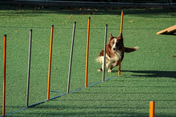 Dog Training Is Engineering