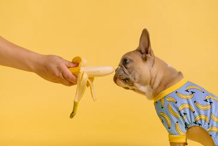 A cute dog in a banana shirt sniffing a banana.