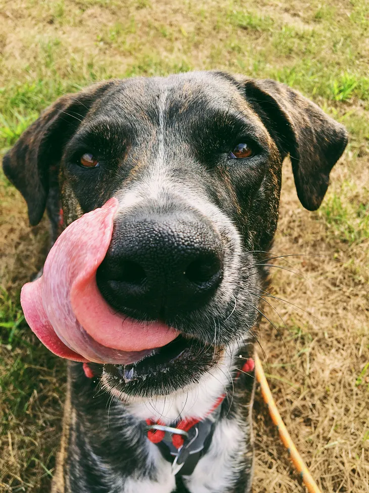 The writer pictures a dog licking the side of it’s face with it’s long tongue.